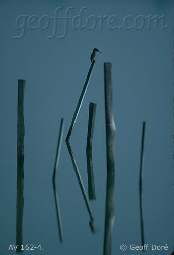 Kingfisher on wooden posts in water with reflection